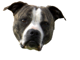 bulldog americain chien