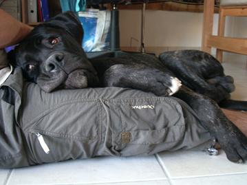 cane corso charente maritime
