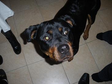 rotweiller la rochelle