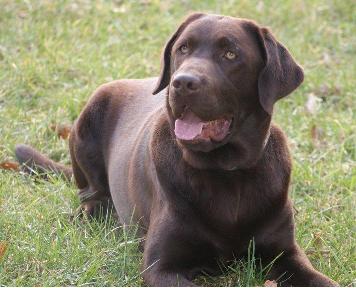 labrador la rochelle