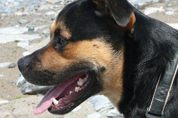 dressage de chien 17