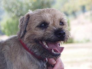 border terrier charente maritime