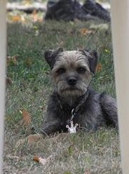 dressage sexuel chien