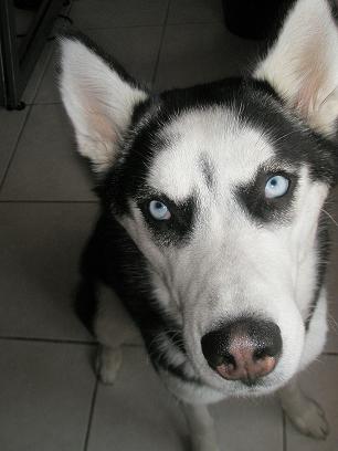 husky dressage chienne