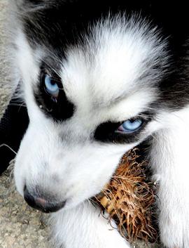 education husky dresser