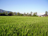 Pasto Alfombra Top Grass A  $ 1250 Mts Cuadrado