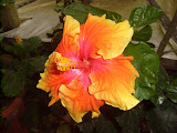 STP60695.JPG