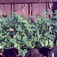 Lucerne Seeds