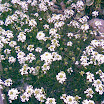 perene_033.jpg