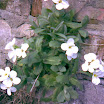perene_035.jpg