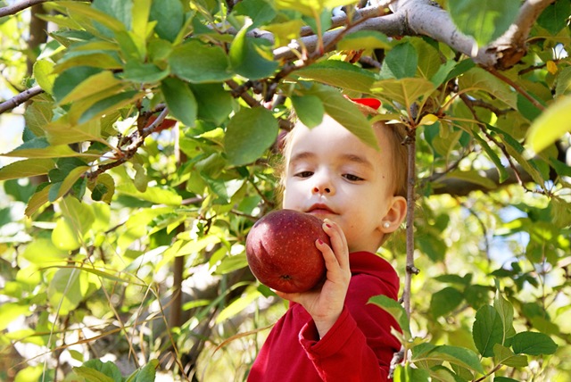 [apple picking 052[3].jpg]