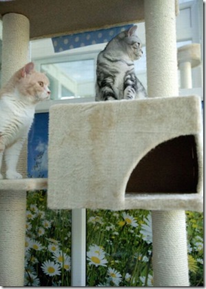 luxury_hotel_for-cats