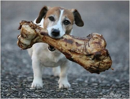 [small-dog-try-eat-big-food[3].jpg]