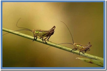 two-insects-standing-in-narrow-stick