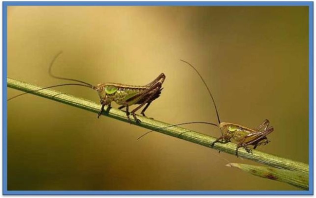[two-insects-standing-in-narrow-stick[3].jpg]