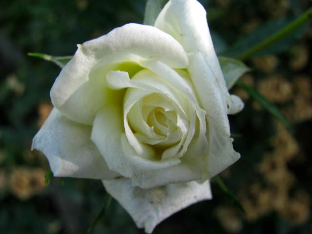 [IMG_00292.jpg]