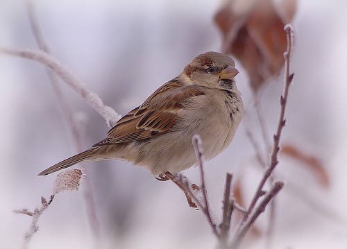 [wintersparrow25.jpg]