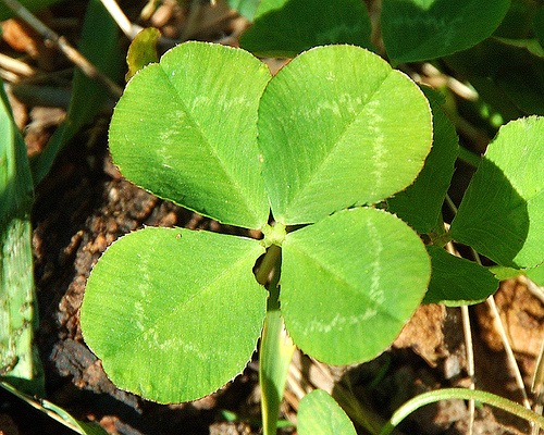 [four leaf clover[4].jpg]
