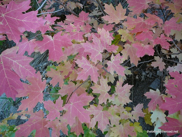 [Red Maple Leaves[3].jpg]