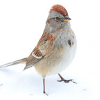 IMAGE: http://lh4.ggpht.com/_xK9wAnPyo8Q/SaNItAAgbEI/AAAAAAAAAGY/fPBMtpSzzS4/s144/TreeSparrow-9595th.jpg