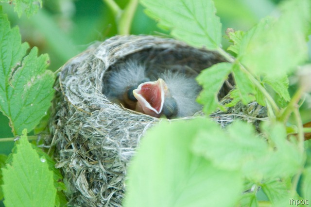 [Baby Bird in my Raspberry Bushes[3].jpg]