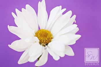 IMG_4966 web