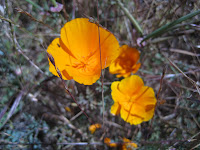 IMG_0299.JPG