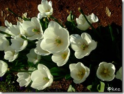 DSCF1084