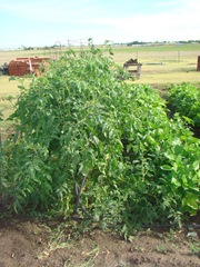 [07-29-08 Garden 005[3].jpg]