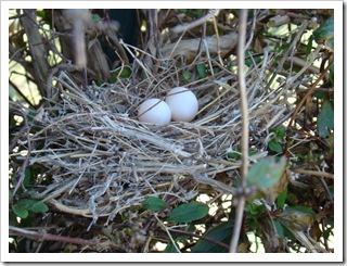 04-24-09 Dove eggs2