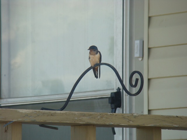 [05-23-09 Barn swallows on porch005[2].jpg]