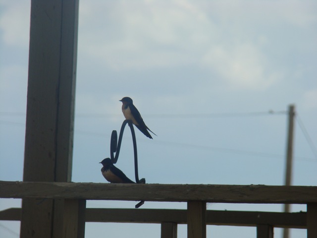 [05-23-09 Barn swallows on porch001[2].jpg]