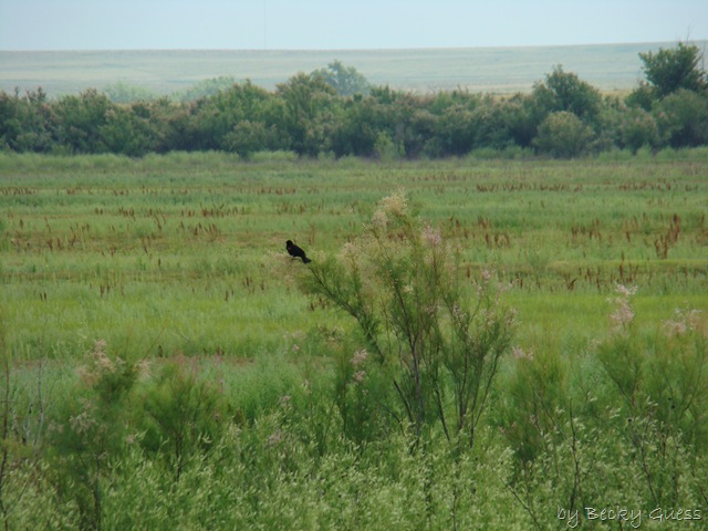 [06-24-10 Buffalo Lake Wildlife Refuge 15[2].jpg]