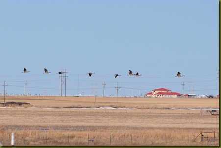 02-15-11 sky and geese 02