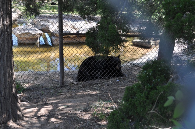 [04-28-11 Zoo 070[2].jpg]