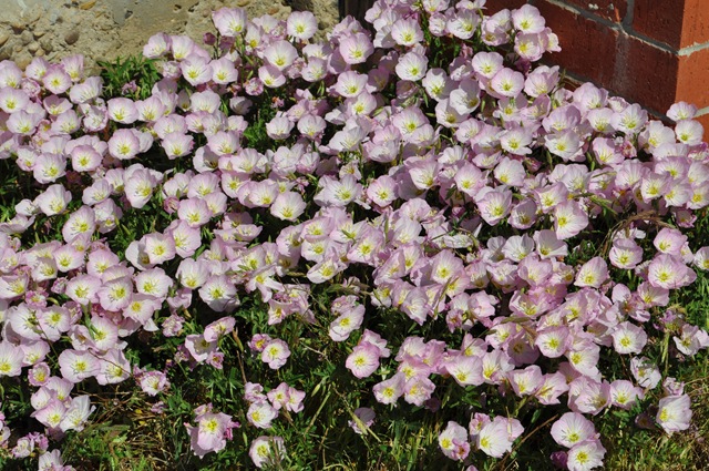 [05-09-11 flowers 12[2].jpg]
