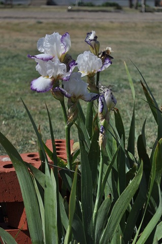 [05-09-11 flowers 06[3].jpg]