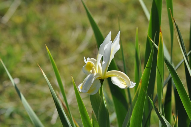 [05-18-11 spider irises 2[2].jpg]