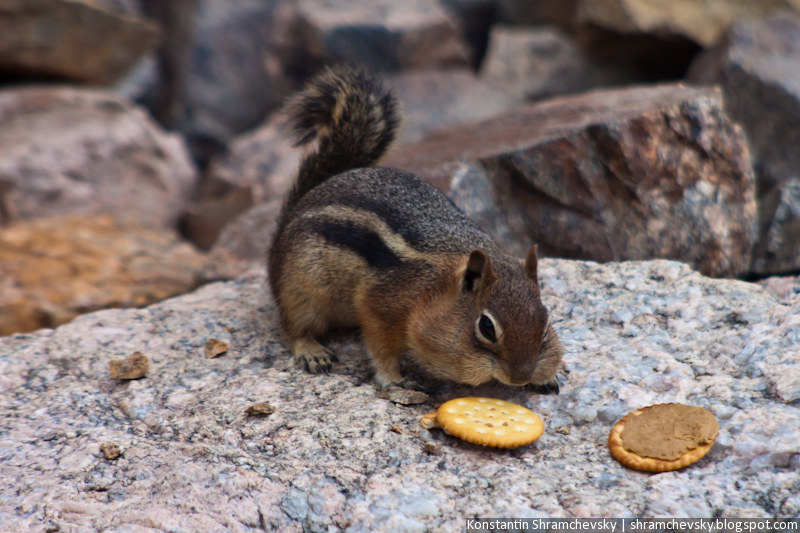 USA United States of America Colorado Jefferson Lake Rocky Mountains Chipmunk США Соединенные Штаты Америки Колорадо Джефферсон Озеро Лейк Скалистые Горы Бурундук Грызун