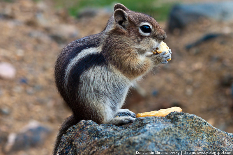 USA United States of America Colorado Jefferson Lake Rocky Mountains Chipmunk США Соединенные Штаты Америки Колорадо Джефферсон Озеро Лейк Скалистые Горы Бурундук Грызун