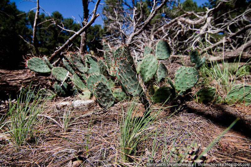 USA Arizona Grand Canyon Forest Trees США Аризона Гранд Каньон Деревья Лес Растительность Флора