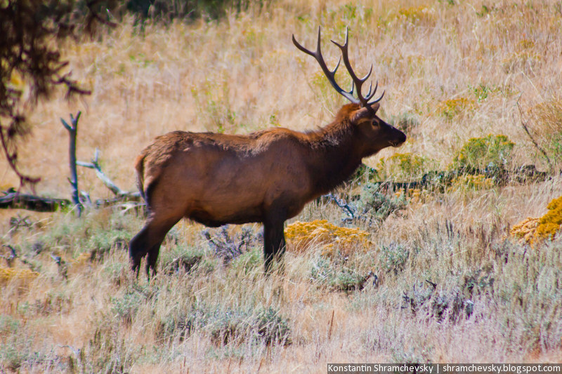 USA Colorado Rocky Mountains National Park Deer Elk Moose США Колорадо Роки Маунтинз Национальный Парк Скалистые Горы Олень Лось