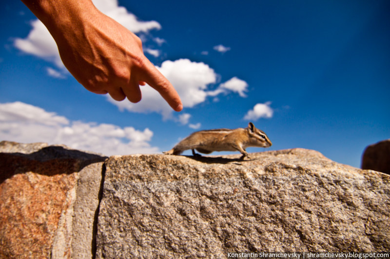 USA Colorado Rocky Mountains National Park Chipmunk США Колорадо Роки Маунтинз Национальный Парк Скалистые Горы Бурундук