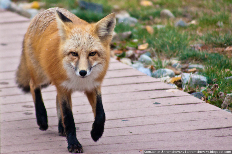 Fox Лис