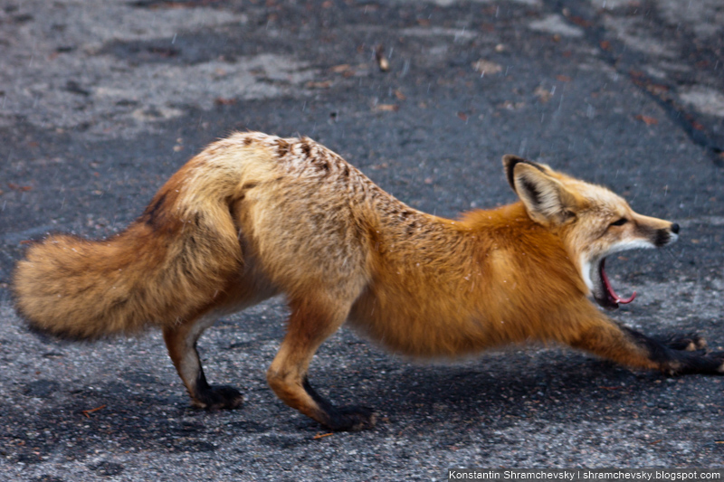 Fox Лис