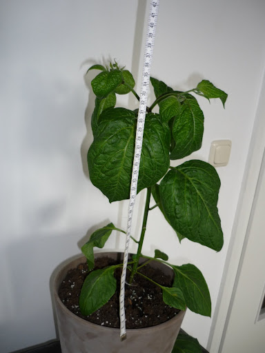 P1000351.JPG