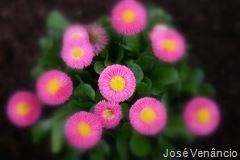 Flores-Efeitos Focagem Suave no Picasa Flores-Efeitos Focagem Suave no Picasa