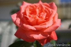 Flores-Filtro-textura-puzzle no PhotoScape Flores-Filtro-textura-puzzle no PhotoScape