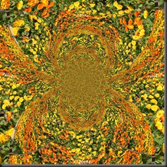 kaleidoscope (50) kaleidoscope (50)