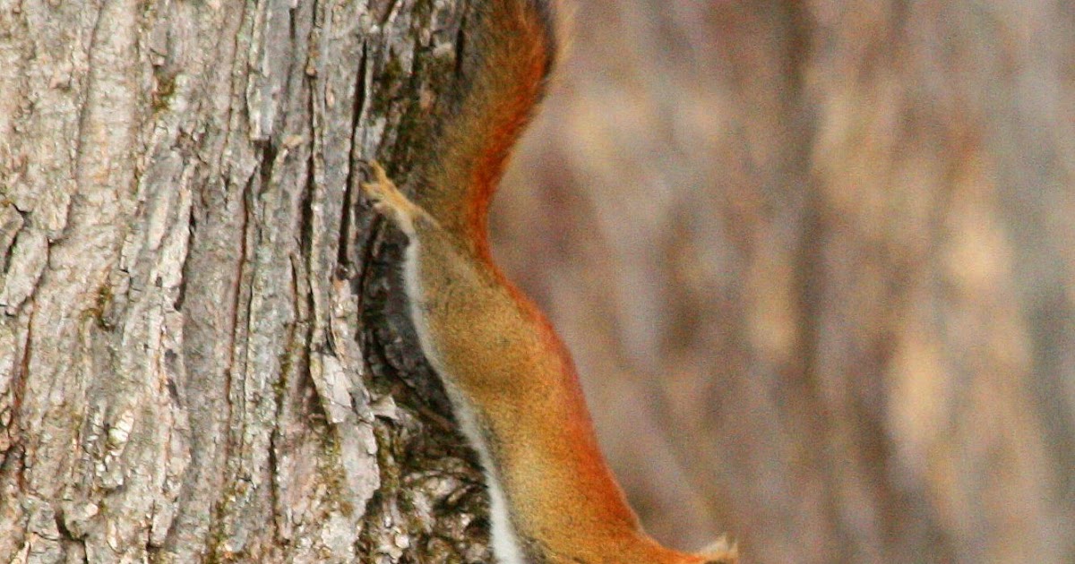 Northern Michigan Experience Red Squirrel